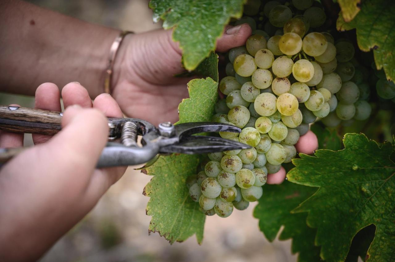 Vignoble Chateau Piegue - Winery Rochefort-sur-Loire Exterior photo