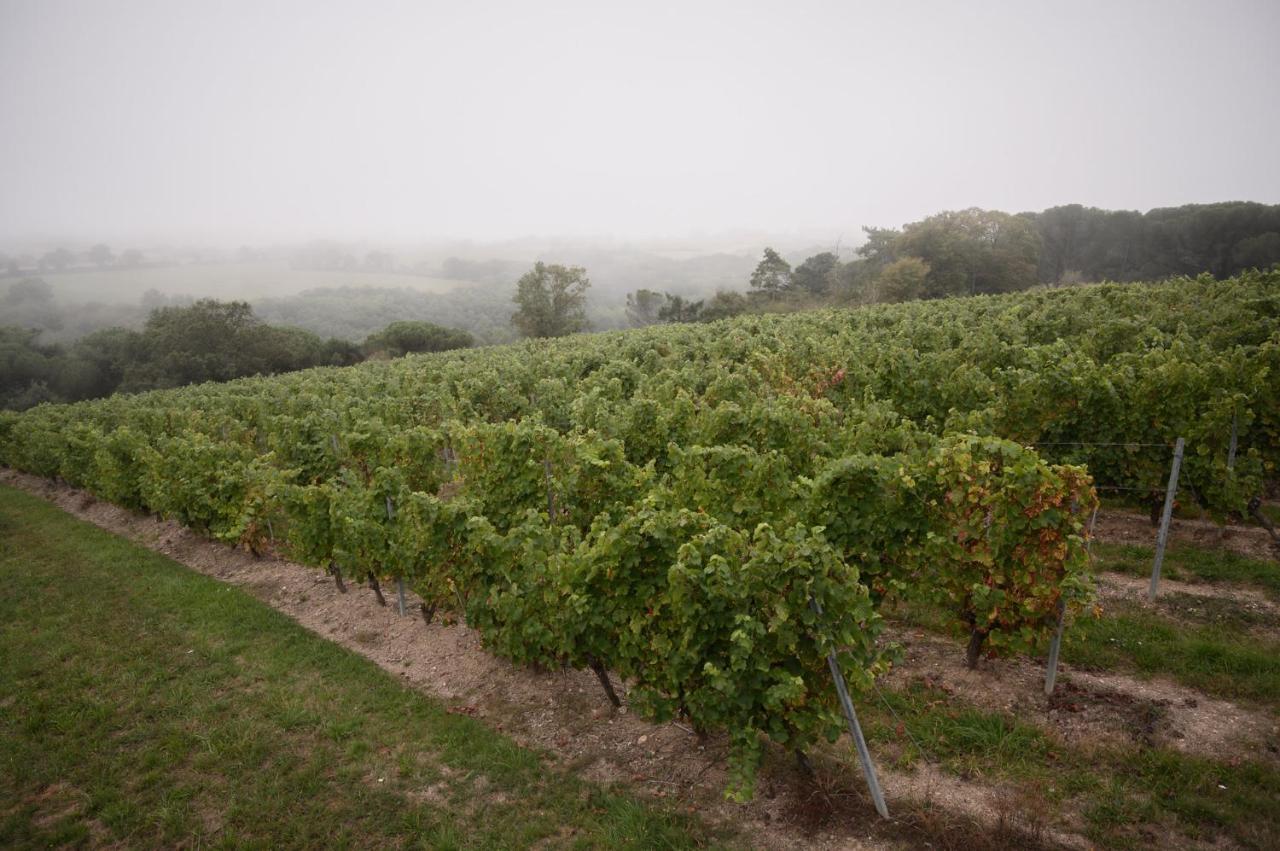 Vignoble Chateau Piegue - Winery Rochefort-sur-Loire Exterior photo